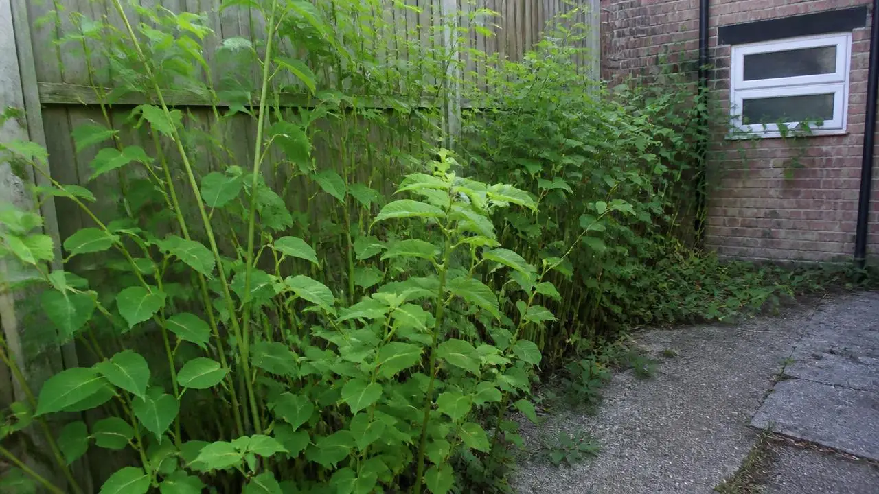 Japanese knotweed growing against a garden fence and house wall